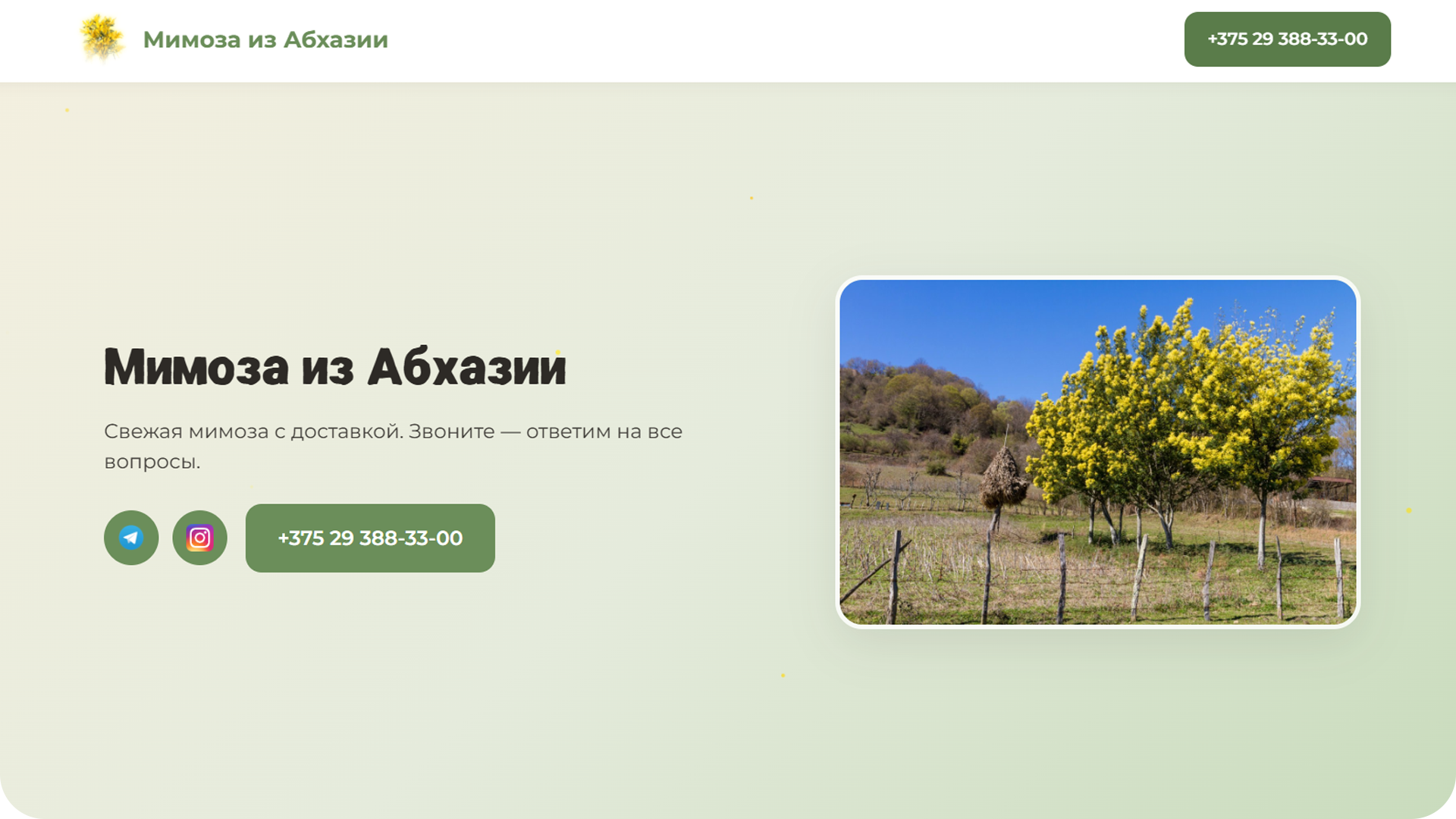 Мимоза из Абхазии