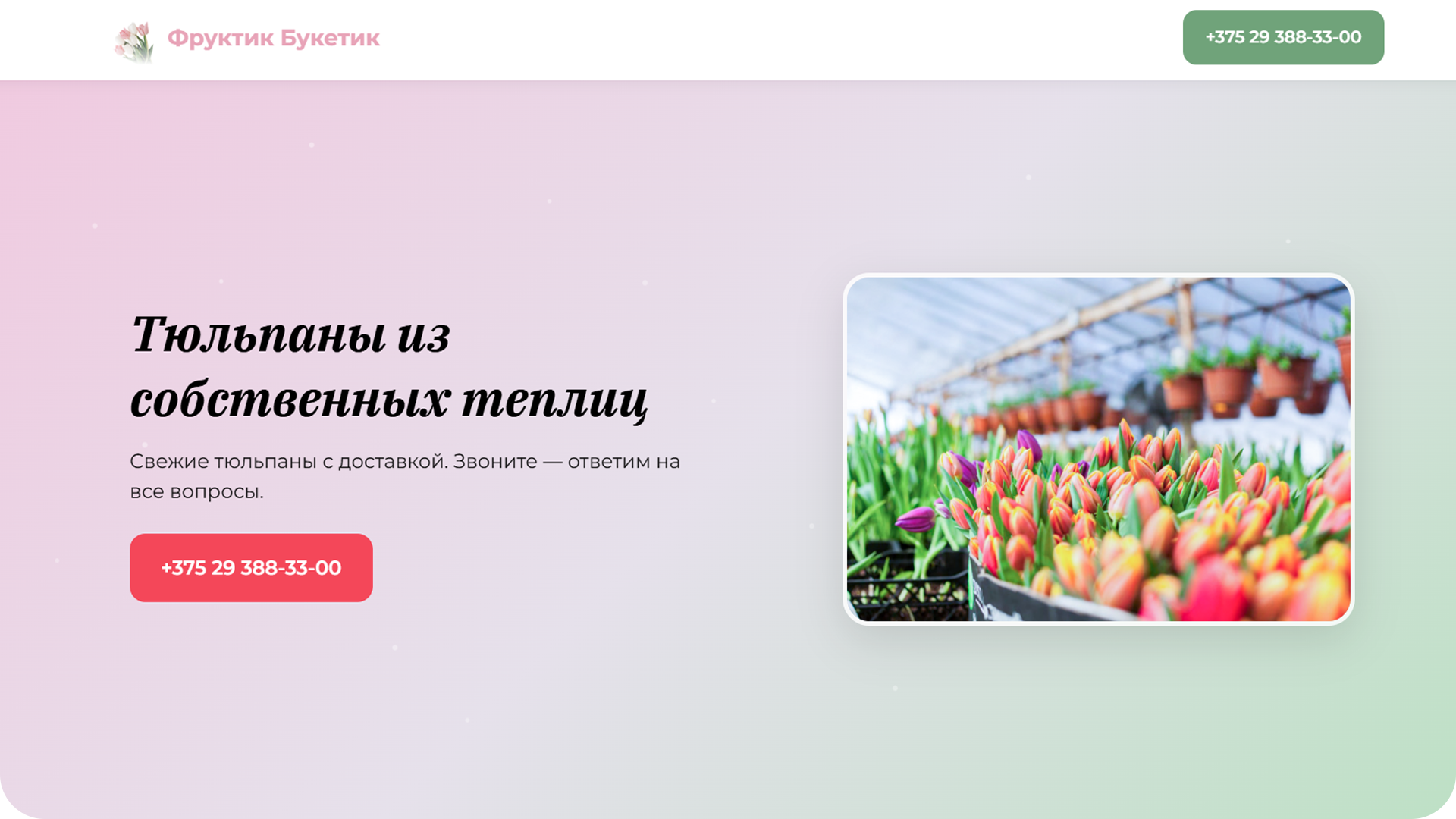 Тюльпаны из теплиц